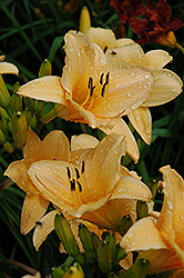 Picture Hat Daylily (Hemerocallis 'Picture Hat') at Lakeshore Garden Centres