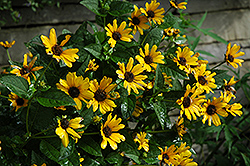 Karat False Sunflower (Heliopsis helianthoides 'Karat') at Lakeshore Garden Centres