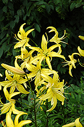Yellow Star Lily (Lilium 'Yellow Star') at Stonegate Gardens