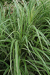 Variegated Silver Grass (Miscanthus sinensis 'Variegatus') at A Very Successful Garden Center