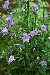 Olympica Bluebells (Campanula rotundifolia 'Olympica') at A Very Successful Garden Center