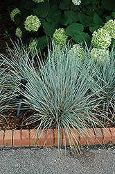 Sapphire Fountain Oat Grass (Helictotrichon sempervirens 'Sapphire Fountain') at Stonegate Gardens