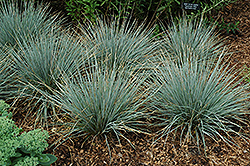 Sapphire Fountain Oat Grass (Helictotrichon sempervirens 'Sapphire Fountain') at A Very Successful Garden Center
