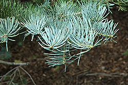 White Fir (Abies concolor) at The Mustard Seed
