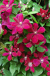 Rouge Cardinal Clematis (Clematis 'Rouge Cardinal') at Stonegate Gardens