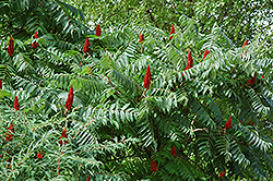 Staghorn Sumac (Rhus typhina) at Stonegate Gardens