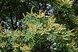 Amur Maackia (Maackia amurensis) at Lakeshore Garden Centres