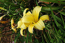 Mary Todd Daylily (Hemerocallis 'Mary Todd') at A Very Successful Garden Center