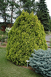 Sunkist Arborvitae (Thuja occidentalis 'Sunkist') at A Very Successful Garden Center