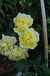 Yellow Submarine Rose (Rosa 'Yellow Submarine') at A Very Successful Garden Center