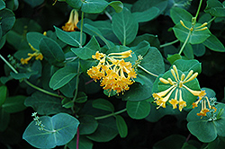 Gessell's Gold Trumpet Honeysuckle (Lonicera x brownii 'Gessell's Gold') at Lakeshore Garden Centres