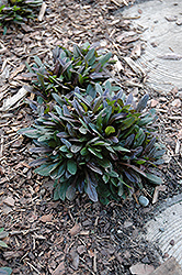 Chocolate Chip Bugleweed (Ajuga reptans 'Chocolate Chip') at The Mustard Seed