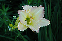 Beautiful Edgings Daylily (Hemerocallis 'Beautiful Edgings') at A Very Successful Garden Center