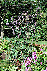 Rochebrun Meadow Rue (Thalictrum rochebrunianum) at Lakeshore Garden Centres