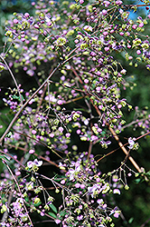 Rochebrun Meadow Rue (Thalictrum rochebrunianum) at Lakeshore Garden Centres