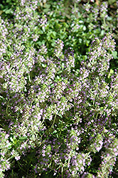 Goldstep Thyme (Thymus 'Goldstep') at A Very Successful Garden Center