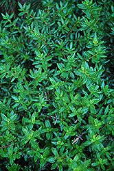 Cliff Green (Paxistima canbyi) at Lakeshore Garden Centres