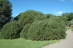 Compact Mugo Pine (Pinus mugo 'var. mughus') at A Very Successful Garden Center