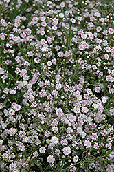 Pink Fairy Baby's Breath (Gypsophila paniculata 'Pink Fairy') at A Very Successful Garden Center