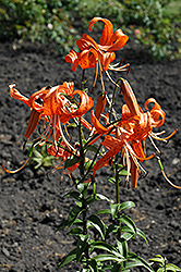 Tiger Lily (Lilium lancifolium) at A Very Successful Garden Center