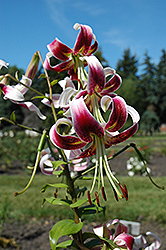 Northern Beauty Lily (Lilium 'Northern Beauty') at A Very Successful Garden Center