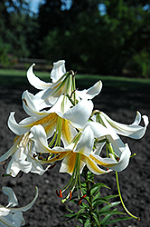 White Henry Lily (Lilium 'White Henry') at Stonegate Gardens