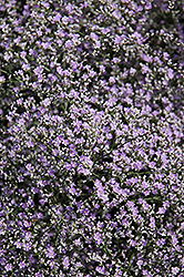 Sea Lavender (Limonium latifolium) at A Very Successful Garden Center