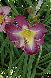Chinese Temple Flower Daylily (Hemerocallis 'Chinese Temple Flower') at A Very Successful Garden Center