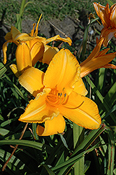Olympic Gold Daylily (Hemerocallis 'Olympic Gold') at A Very Successful Garden Center
