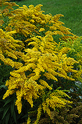 Crown Of Rays Goldenrod (Solidago 'Crown Of Rays') at Lakeshore Garden Centres