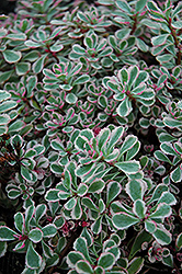 Tricolor Stonecrop (Sedum spurium 'Tricolor') at A Very Successful Garden Center