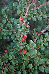 Hesse Cotoneaster (Cotoneaster 'Hessei') at A Very Successful Garden Center