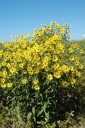 False Sunflower (Heliopsis scabra) at A Very Successful Garden Center