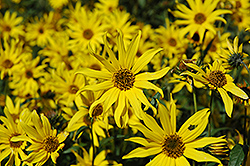 False Sunflower (Heliopsis scabra) at A Very Successful Garden Center