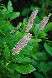 Pink Spires Summersweet (Clethra alnifolia 'Pink Spires') at A Very Successful Garden Center