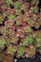 Fulda Glow Stonecrop (Sedum spurium 'Fuldaglut') at Lakeshore Garden Centres