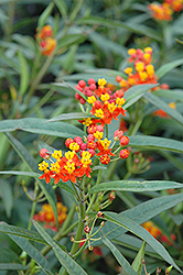 Red Butterfly Milkweed (Asclepias curassavica 'Red Butterfly') at A Very Successful Garden Center