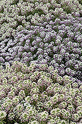 Pastel Carpet Alyssum (Lobularia maritima 'Pastel Carpet') at A Very Successful Garden Center