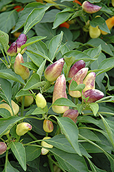 Garda Tricolor Ornamental Pepper (Capsicum annuum 'Garda Tricolor') at A Very Successful Garden Center