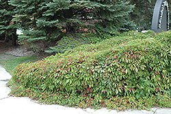 Woodbine (Parthenocissus inserta) at A Very Successful Garden Center