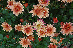 Blushing Emily Chrysanthemum (Chrysanthemum 'Blushing Emily') at Stonegate Gardens