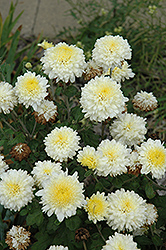 Snowsota Chrysanthemum (Chrysanthemum 'Snowsota') at Stonegate Gardens