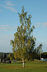 Cutleaf Weeping Birch (Betula pendula 'Dalecarlica') at A Very Successful Garden Center