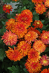 Morden Delight Chrysanthemum (Chrysanthemum 'Morden Delight') at A Very Successful Garden Center