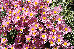Fanfare Mix Chrysanthemum (Chrysanthemum 'Fanfare Mix') at A Very Successful Garden Center