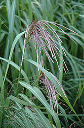 Maiden Grass (Miscanthus sinensis) at A Very Successful Garden Center