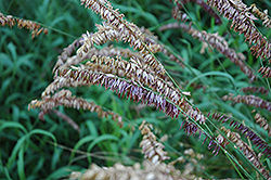 Purple Melic Grass (Melica altissima 'Atropurpurea') at A Very Successful Garden Center