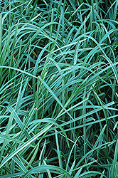 Variegated Sweet Grass (Glyceria maxima 'Variegata') at Stonegate Gardens