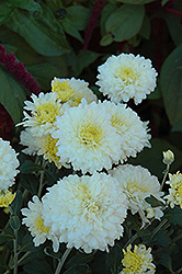 Morden Cameo Chrysanthemum (Chrysanthemum 'Morden Cameo') at A Very Successful Garden Center