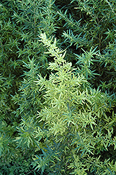 Oriental Limelight Artemisia (Artemisia vulgaris 'Oriental Limelight') at A Very Successful Garden Center